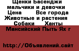 Щенки Басенджи ,мальчики и девочки › Цена ­ 1 - Все города Животные и растения » Собаки   . Ханты-Мансийский,Пыть-Ях г.